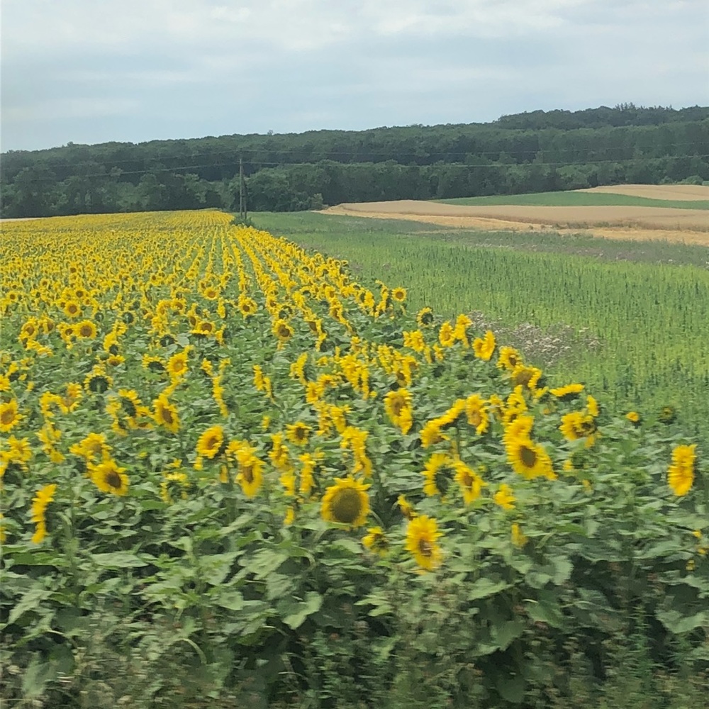 Meet your Posher, Dina